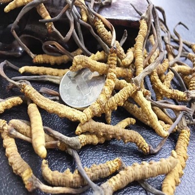 西藏那曲虫草 精选冬虫夏草3000条规格足干无断草 滋补品一件代发图3