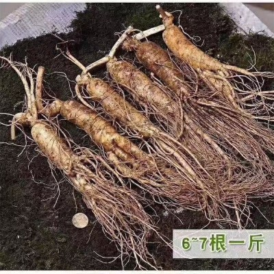 东北吉林长白山特产鲜参滋补保养货源产地直售批发图2