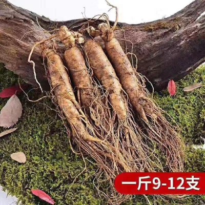 东北吉林长白山特产鲜参滋补保养货源产地直售批发