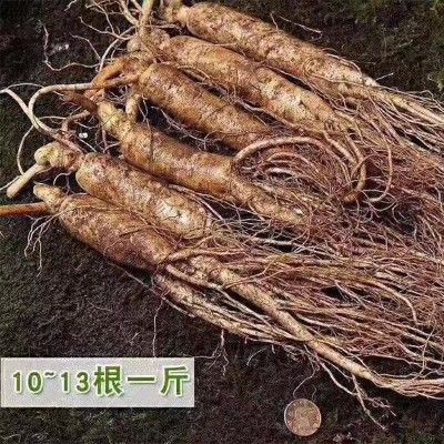 东北吉林长白山特产鲜参滋补保养货源产地直售批发图3