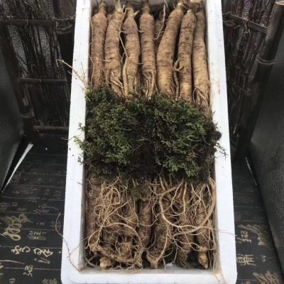 东北吉林长白山特产鲜参滋补保养货源产地直售批发图5