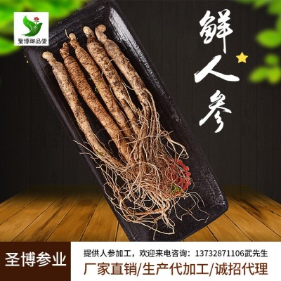 圣博鲜参 长白山人参 带土鲜人参现挖现卖东北特产1元参 鲜参包邮