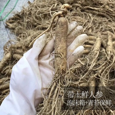 长白山特产保鲜参250g 多种规格带土鲜人参泡酒料酒瓶参现货批发