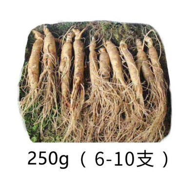 长白山特产保鲜参250g 多种规格带土鲜人参泡酒料酒瓶参现货批发图5