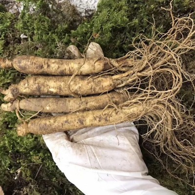 长白山特产保鲜参250g 多种规格带土鲜人参泡酒料酒瓶参现货批发图2