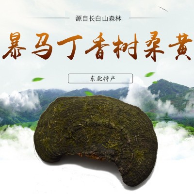长白山桑黄灵芝暴马丁香树桑黄500g 暴马桑耳桑黄批发