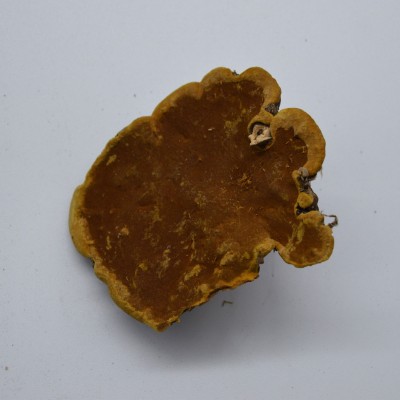 长白山桑黄灵芝暴马丁香树桑黄500g 暴马桑耳桑黄批发图4