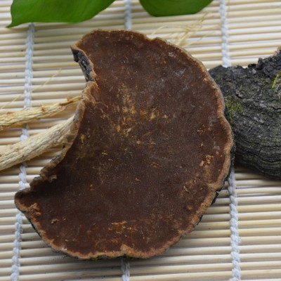 长白山桑黄灵芝暴马丁香树桑黄500g 暴马桑耳桑黄批发图5