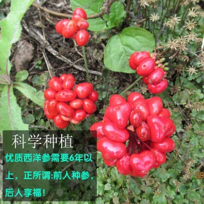 西洋参根 国产西洋参修剪后的根条 西洋参细参丁打粉提取佳品图5