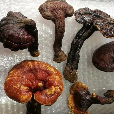 云南灵芝 红灵芝 赤灵芝散装批发图4