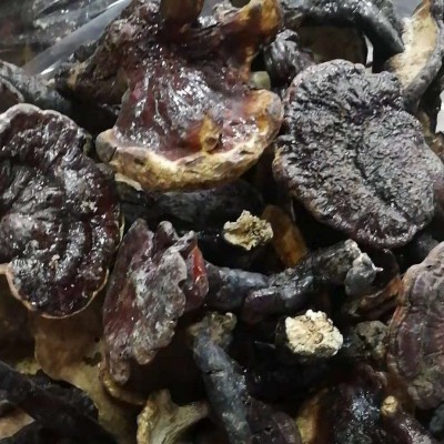 云南灵芝 红灵芝 赤灵芝散装批发图2