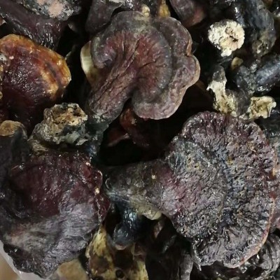 云南灵芝 红灵芝 赤灵芝散装批发图3