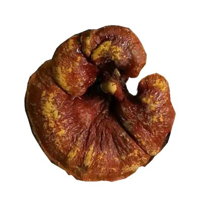 云南灵芝 红灵芝 赤灵芝散装批发图5