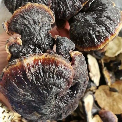 云南灵芝 红赤灵芝 红灵芝