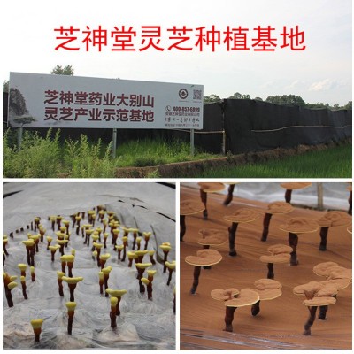 破壁灵芝孢子粉OEM贴牌代工 享受厂家深度扶持政策图3