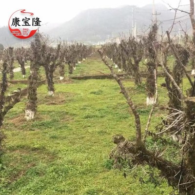 铁皮石斛枫斗活梨树雁荡山三年红杆软脚中药材仿野生草本礼盒批发图3