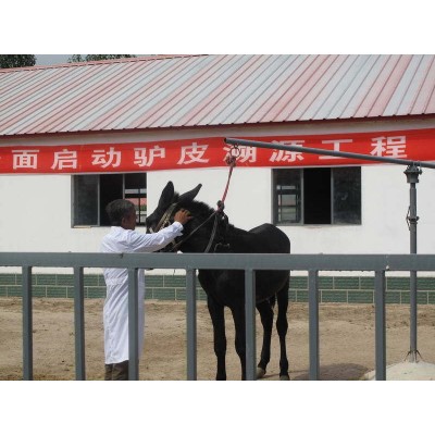 1公斤128元阿胶厂家 山东东阿批发阿胶 阿胶丁阿胶原粉图4