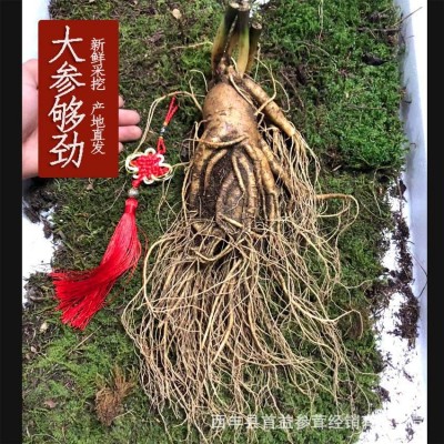 吉林长白山人参单支七两鲜人参带土新鲜人参现挖大人参泡酒煲汤图3