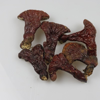 长白山灵芝 林下灵芝 紫灵芝500克一件批发图5