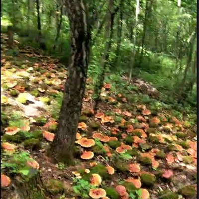 长白山灵芝 林下灵芝 紫灵芝500克一件批发图3