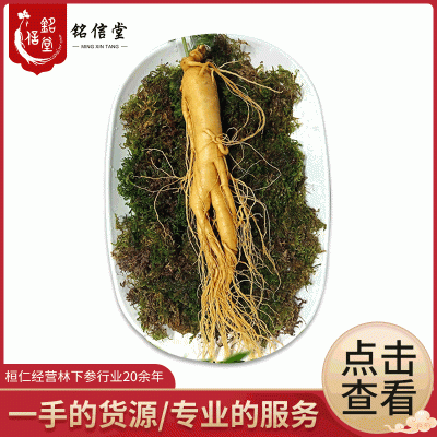 批发零售东北特产保鲜人参 长白山密封保鲜多年人参 泡酒参直销图3