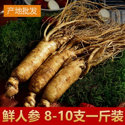 长白山鲜人参林下新鲜人参东北带土先挖新鲜人参泡酒料煲汤500g