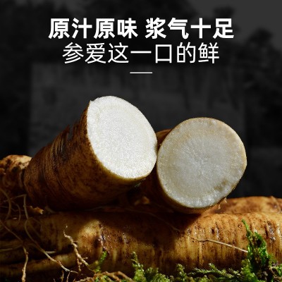 长白山鲜人参林下新鲜人参东北带土先挖新鲜人参泡酒料煲汤500g图2