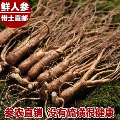 养生滋补品长白山新鲜出土人参东北特产人参泡酒料酒瓶参保鲜参