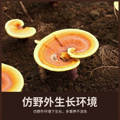 长白山灵芝孢子粉100克/瓶一件代发图5