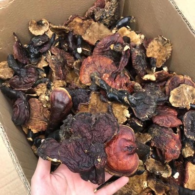 产地大货批发 西藏灵芝金边灵芝 泡酒煲汤食材 一件代发诚招代理图2