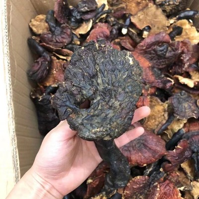 产地大货批发 西藏灵芝金边灵芝 泡酒煲汤食材 一件代发诚招代理图3