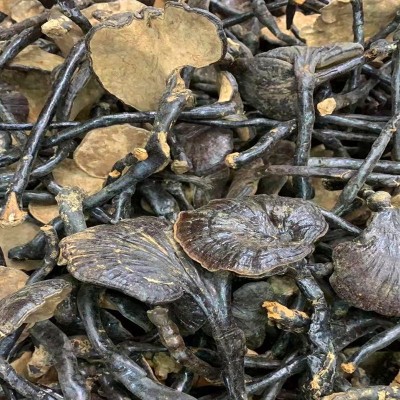 产地批发云南厚肉竹灵芝 深山黑芝东北长白山赤灵芝 散装泡酒灵芝图3