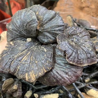 产地批发云南厚肉竹灵芝 深山黑芝东北长白山赤灵芝 散装泡酒灵芝图4