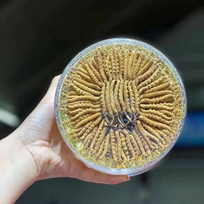 西藏特产那曲虫草 产地批发高海拔冬虫夏草 散装完整草 尾巴代发图3