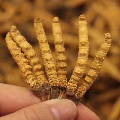 西藏特产那曲虫草 产地批发高海拔冬虫夏草 散装完整草 尾巴代发图2