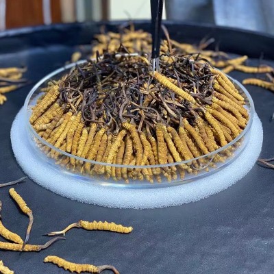 西藏特产那曲虫草 产地批发高海拔冬虫夏草 散装完整草 尾巴代发图4