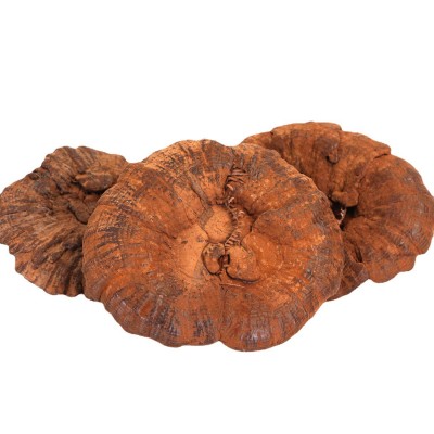 产地供应仿野椴木紫灵芝黑芝切片带草附孢子粉不苦野外种植250g图5