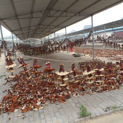灵芝产地直供 灵芝盆栽 活体灵芝盆景 灵芝工艺品标本 款式多图5