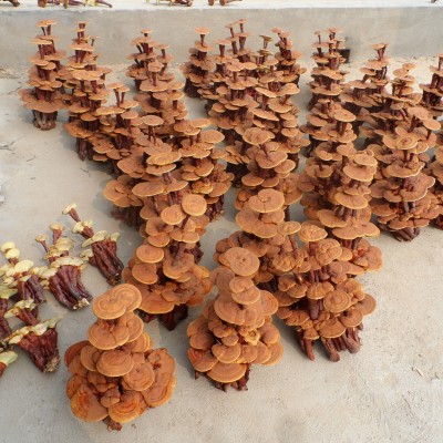 灵芝产地直供 灵芝盆栽 活体灵芝盆景 灵芝工艺品标本 款式多图4