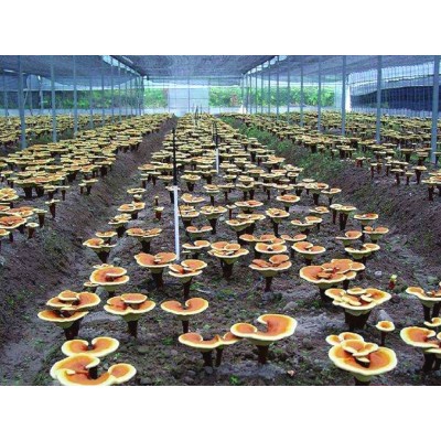 农家种植 霍山灵芝孢子粉，头道粉图5