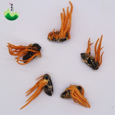 东北特产蛹虫草产地批发蛹虫体虫草花带虫体蛹体草量大价优代发图5