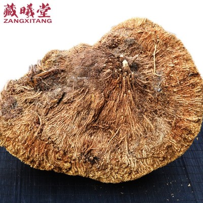 西藏 雪灵芝 草灵芝 特产 药材图3