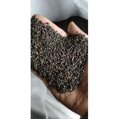 黑芝麻熟的低温烘焙黑芝麻一级熟黑芝麻色选全黑图4
