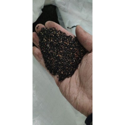 黑芝麻熟的低温烘焙黑芝麻一级熟黑芝麻色选全黑