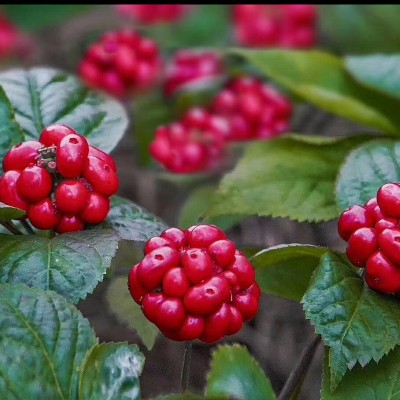 森福润 文登西洋参花冲泡参花茶 瓶装地理标识产品50g图3