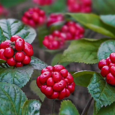 文登西洋参切片花旗参片含片瓶装地理标识产品西洋人参直发图2