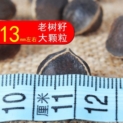 大粒辣木籽印度进辣木子的功效解减酒肥500g100g图2