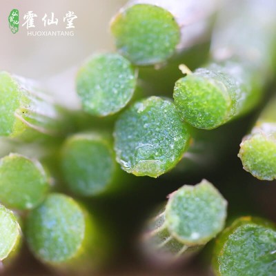 供应霍山铁皮枫斗石斛条 礼盒装现货石斛干条 霍山铁皮石斛鲜条图4
