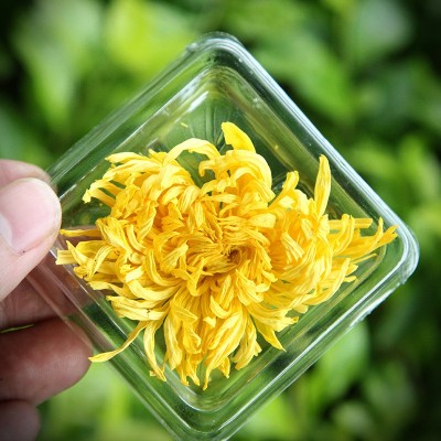 金丝黄菊大菊花一杯一朵单独包装花草茶散装新花金丝皇菊批发图2