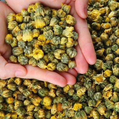 批发菊花茶胎菊桐乡杭白菊胎菊 小菊花袋装花草茶500g图3